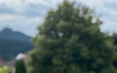 Le Havre de la Chouette : un centre holistique au cœur de la forêt vosgienne